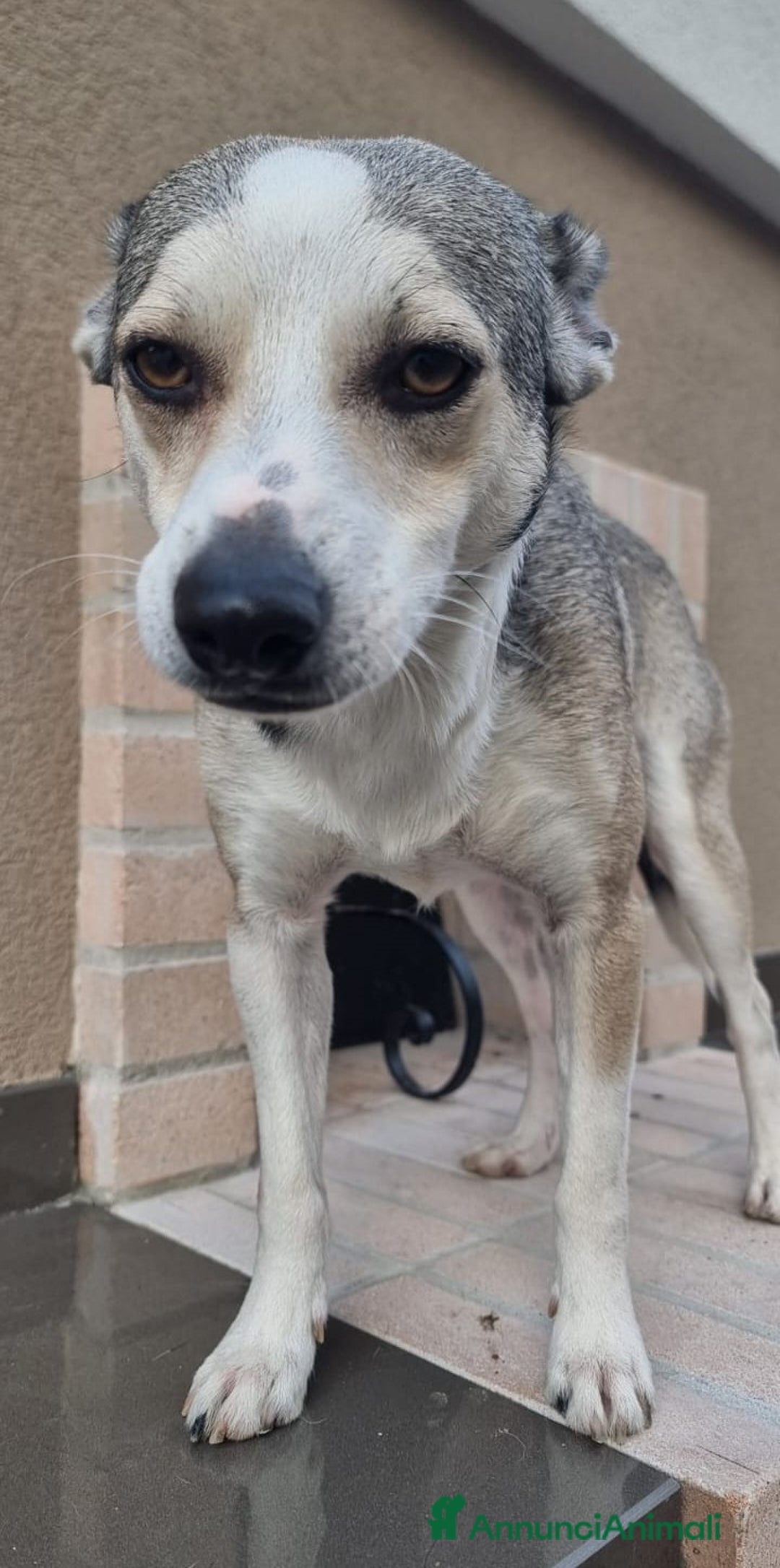 Meticcio cani in regalo: Una casa e tanto amore per Miele e Neve - Annuncio 6