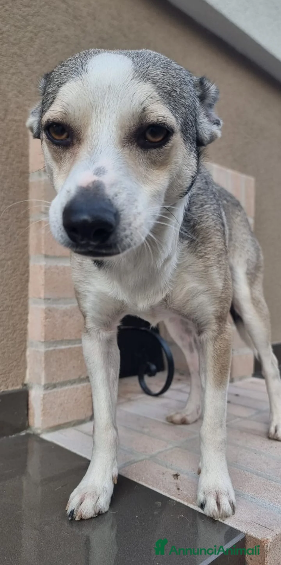 Meticcio cani in regalo: Una casa e tanto amore per Miele e Neve - Annuncio 6
