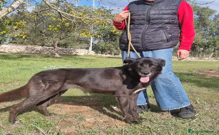 Meticcio cani a Provincia di Ravenna - Annuncio 8