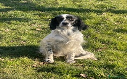 Setter Inglese cani in vendita: Vendo cuccioli di setter inglese  a Provincia di Monza e della Brianza - Immagine 2