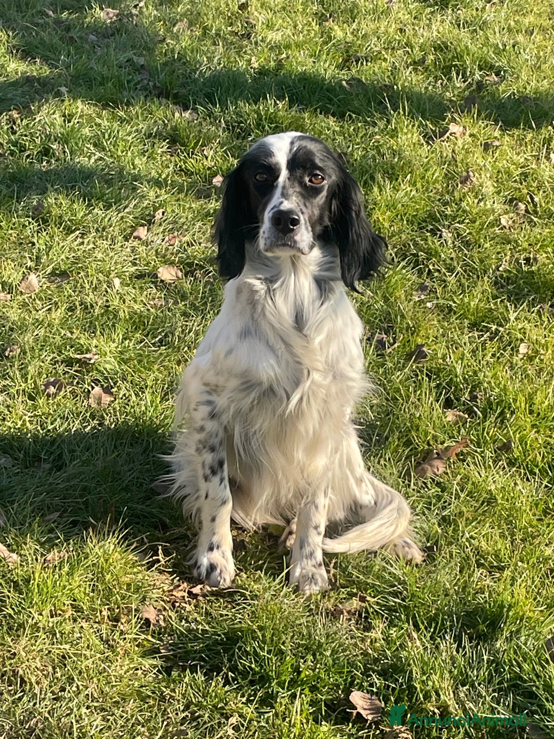 Setter Inglese cani in vendita: Vendo cuccioli di setter inglese  a Provincia di Monza e della Brianza - Immagine 2
