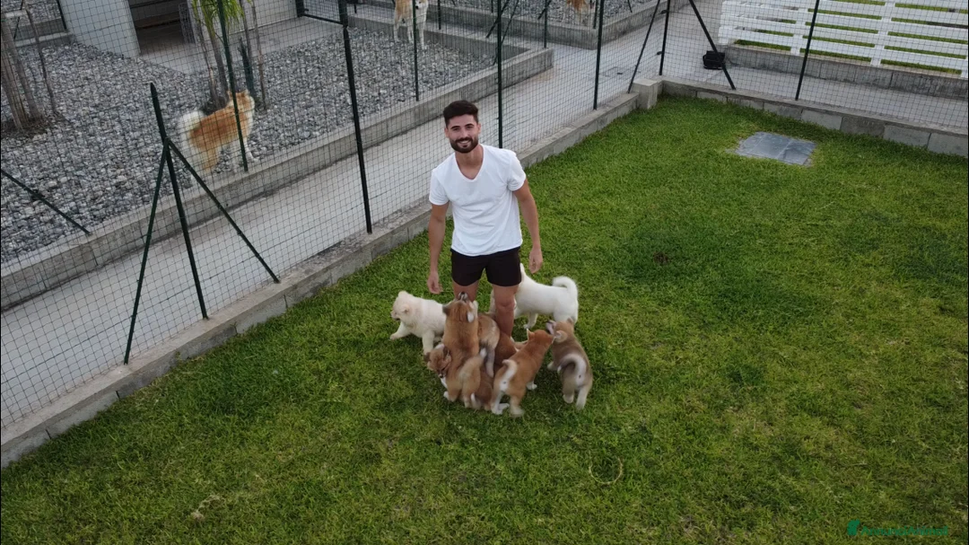 Immagine della galleria {{count}}