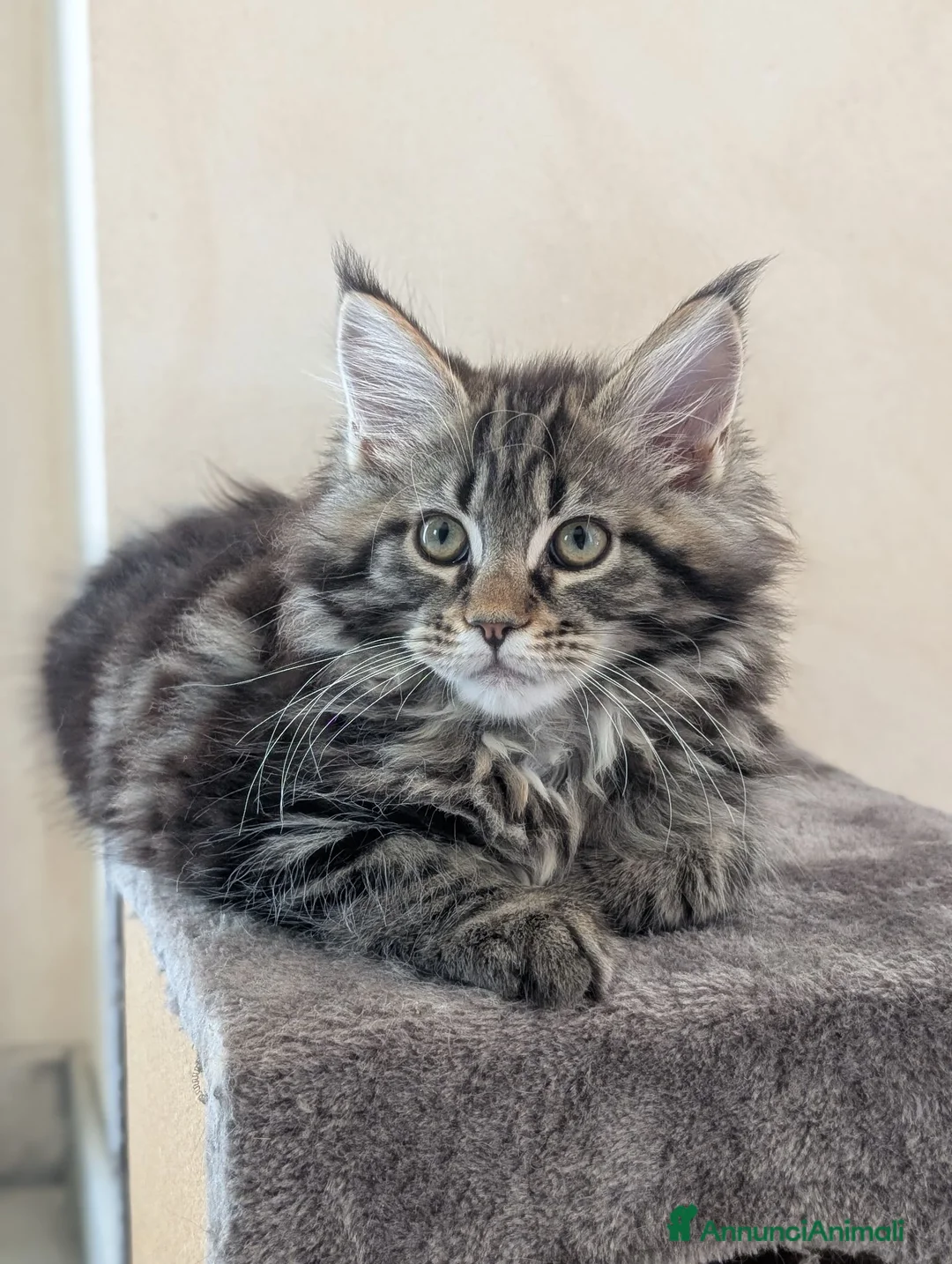 Maine Coon gatti in vendita: Cucciole di Maine Coon  - Annuncio 2