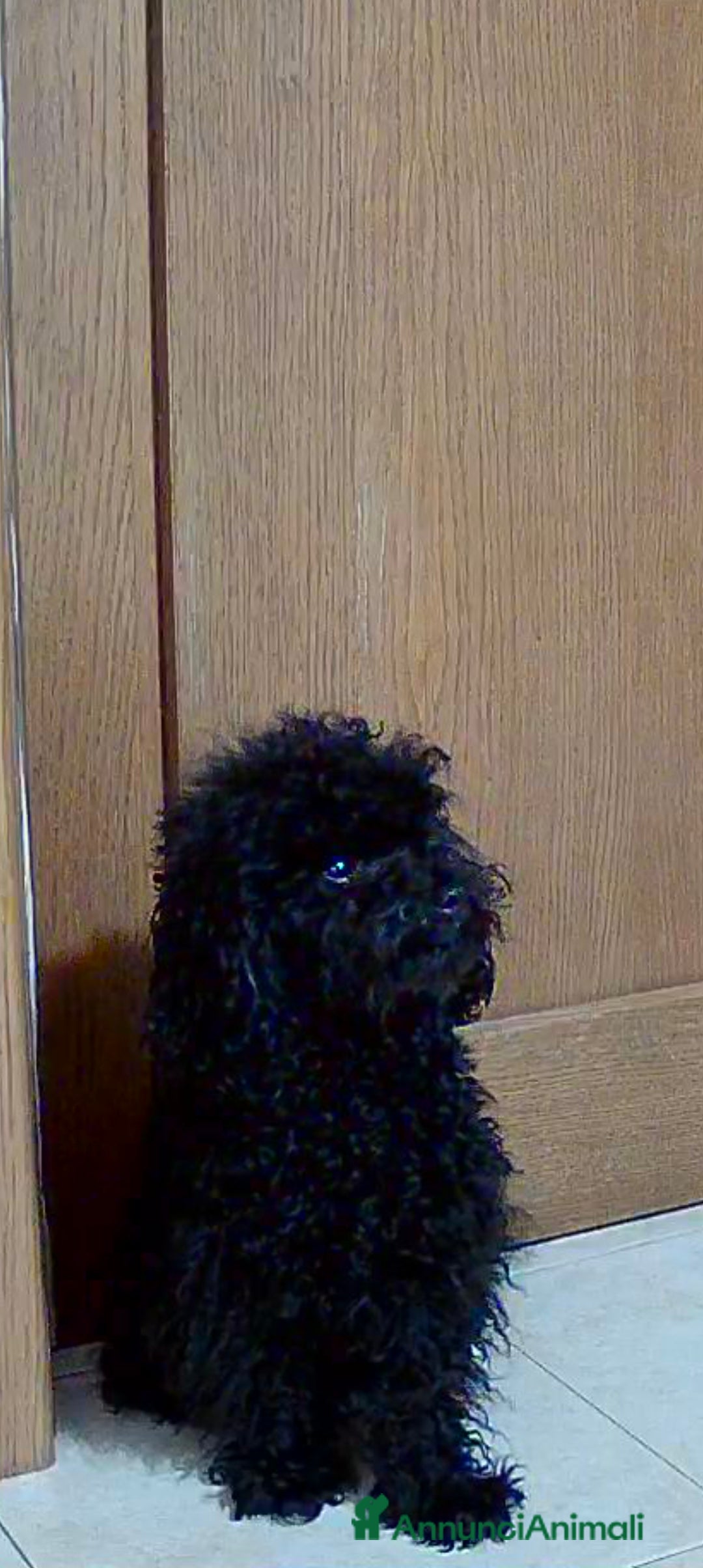 Barboncino Toy cani BARBONCINO TOY disponibile per accoppiamento  a Città Metropolitana di Firenze - Annuncio 2