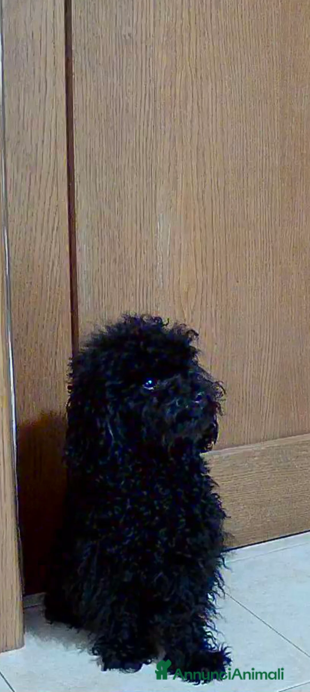 Barboncino Toy cani per accoppiamento: BARBONCINO TOY disponibile per accoppiamento  a Città Metropolitana di Firenze - Annuncio 2