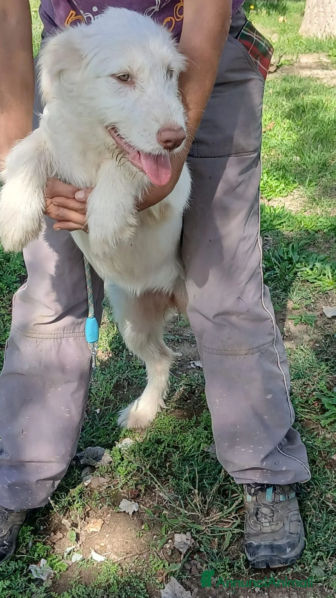 Meticcio cani in regalo: BRINA HA BISOGNO DI UNA CASA E TANTO AMORE - Annuncio 1