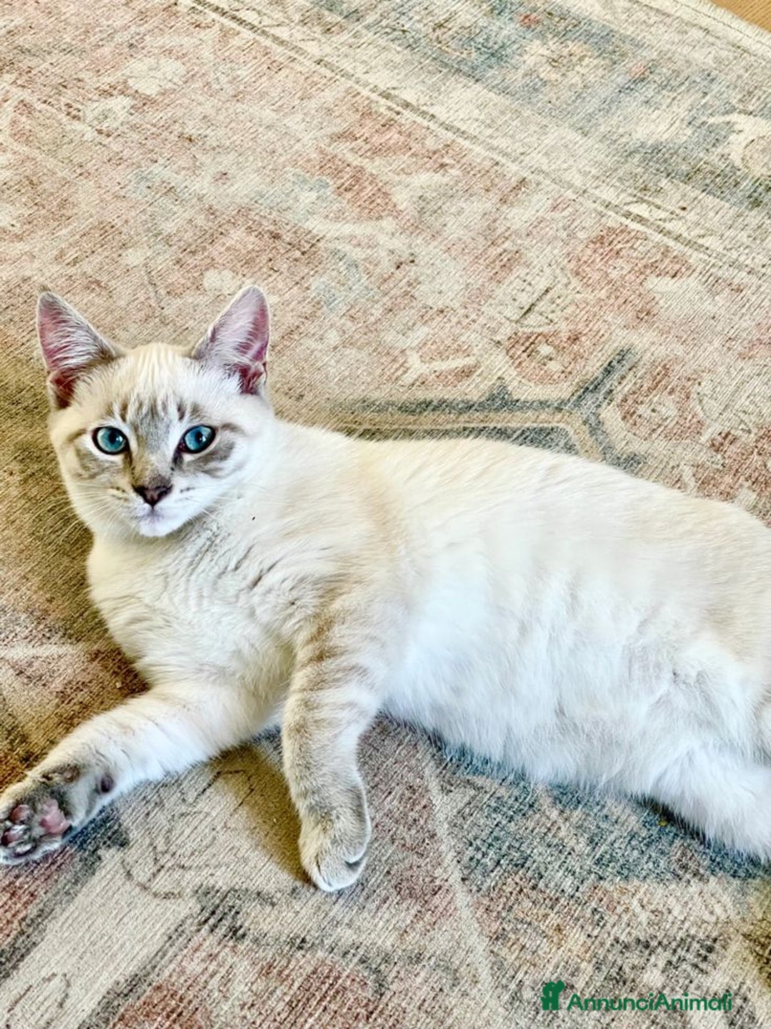 Siamese gatti in vendita: Gatto siamese  - Immagine 2