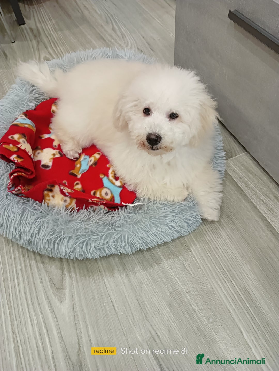 Meticcio cani in vendita: Maltipoo maschio  - Annuncio 3