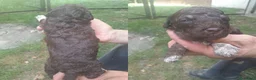 Lagotto cani in vendita: Lagotto romagnolo cuccioli - Annuncio 8