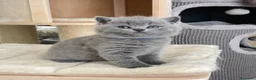 British gatti in vendita: British shorthair blu - Annuncio 14