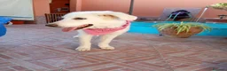 Pastore Abbruzzese Maremmano cani in regalo: Cucciola di mix maremmano in adozione a Città Metropolitana di Napoli - Annuncio 4