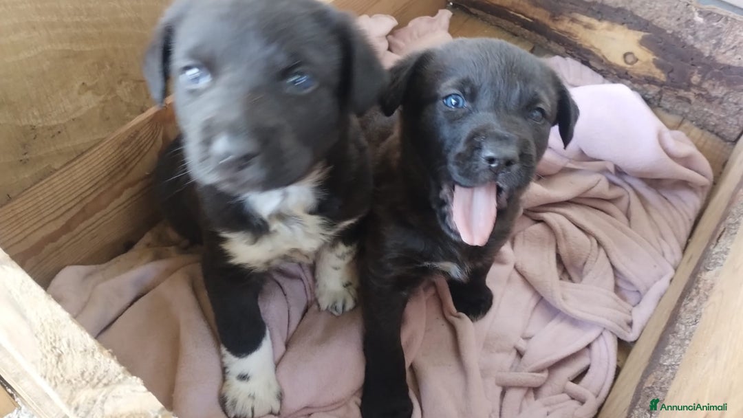 Meticcio cani in regalo: 2 cuccioli meticci neri - Annuncio 3