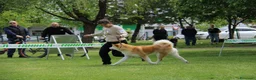 Akita Inu cani in vendita: Cuccioli Akita Inu – disponibili ancora 3 cuccioli - Annuncio 8
