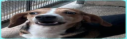 Meticcio cani in regalo: NAPOLEONE si dispera.... - Annuncio 5