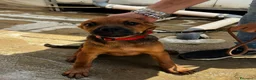 Meticcio cani in regalo: PINO, PINA, PEPPINA, PINUCCIA, PIPPI, PEPPA - Annuncio 3
