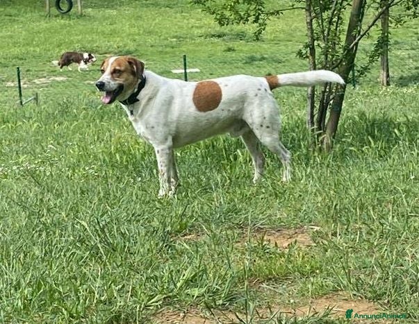 Meticcio cani TOMMY bravo! Deve trovare finalmente pace! a Città Metropolitana di Torino - Annuncio 36