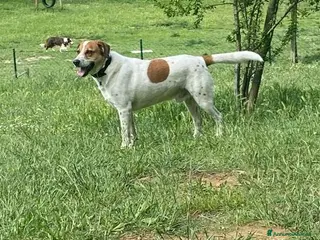 Meticcio cani TOMMY bravo! Deve trovare finalmente pace! a Città Metropolitana di Torino - Annuncio 36