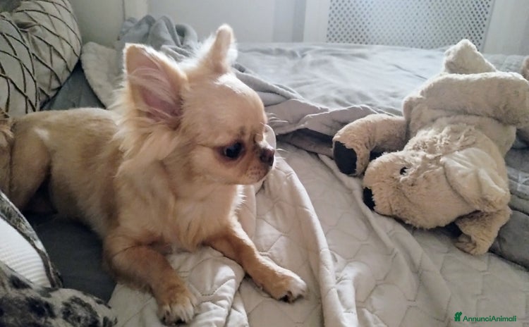 Chihuahua cani a Provincia di Salerno - Annuncio 2