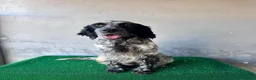 Altre razze gatti in vendita: Cuccioli SETTER INGLESE  - Annuncio 7