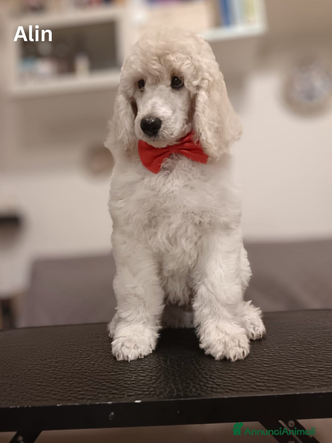 Barbone cani in vendita: Cuccioli di Barboncino con Pedigree ENCI 🐩 a Città metropolitana di Roma Capitale - Annuncio 16