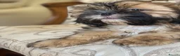 Shih Tzu cani in vendita: Cuccioli Shih Tzu pronti a settembre! - Annuncio 19