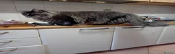 Maine Coon gatti in vendita: Cucciola Maine Coon - Annuncio 2