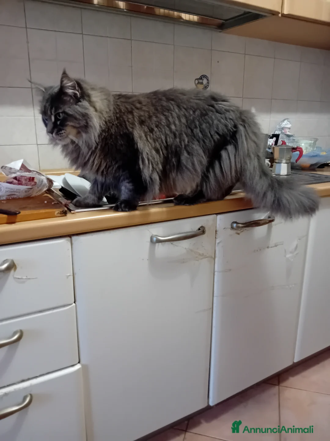 Maine Coon gatti in vendita: Cucciola Maine Coon - Annuncio 2
