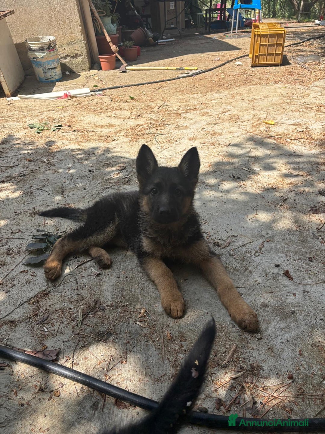 Pastore Tedesco cani in vendita: Cucciola di pastore tedesco  a Provincia di Cosenza - Immagine 1