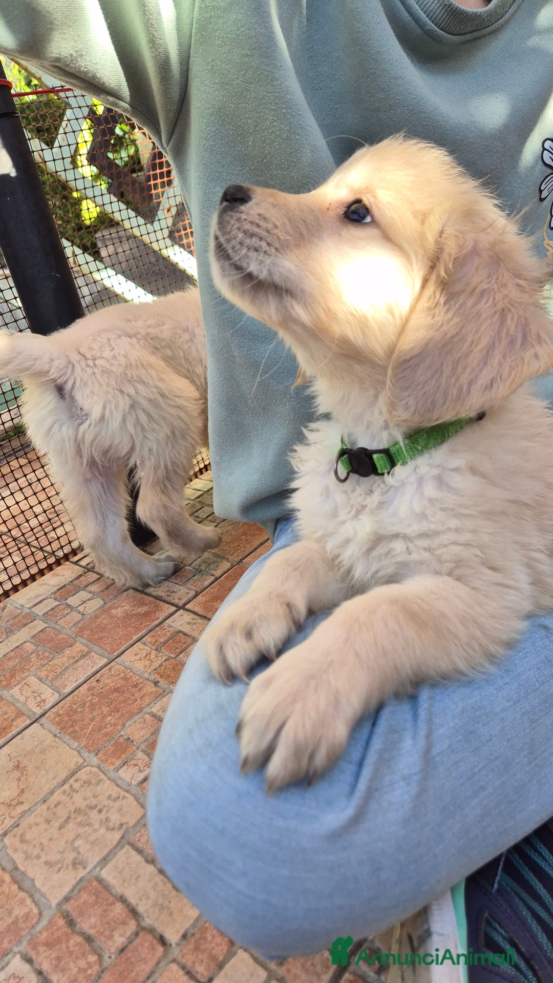 Golden Retriever cani in vendita: Cucciole di Golden Retriever - Annuncio 38