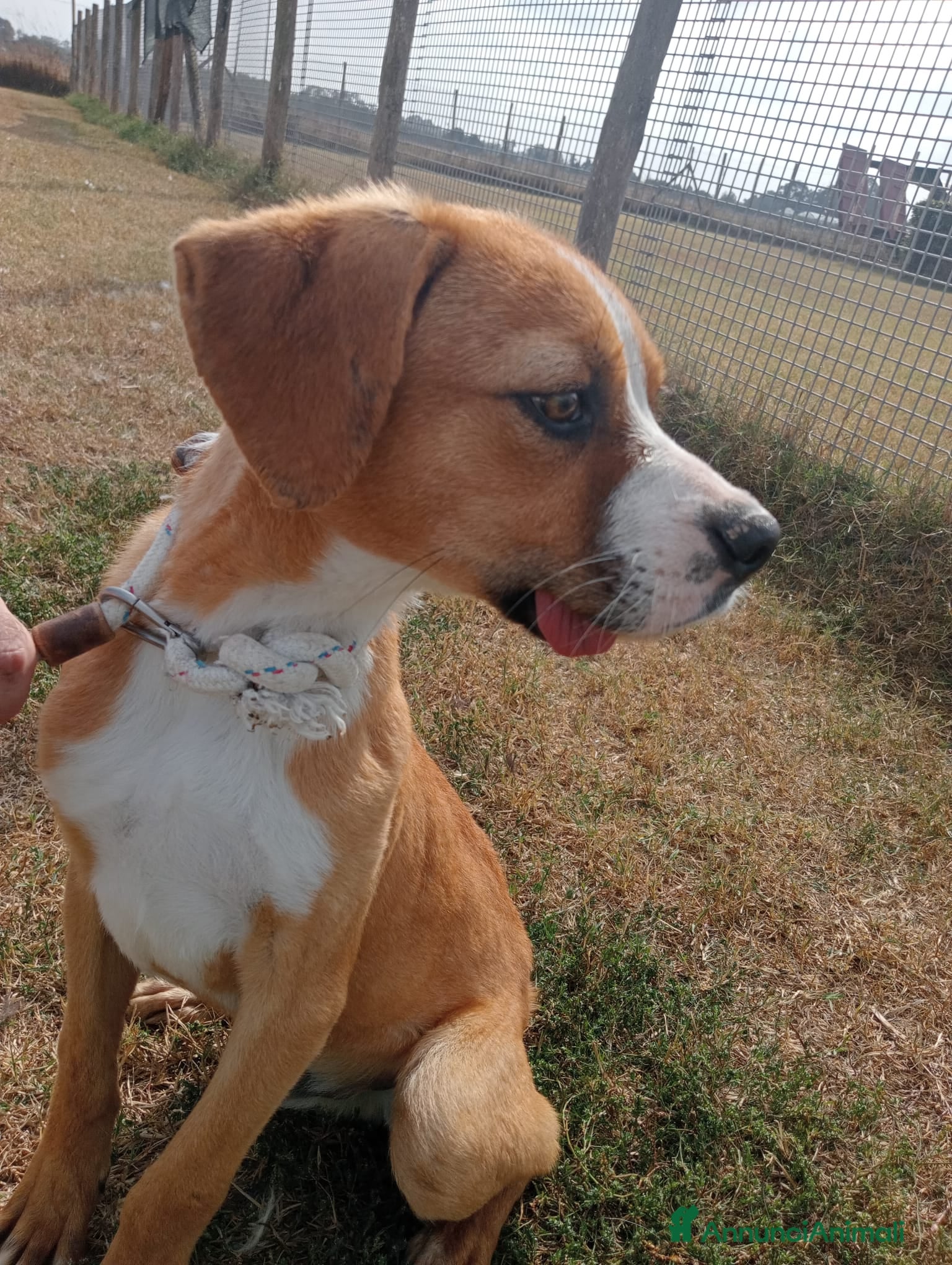 Boxer cani KARL,cucciolotto simil boxer Cane meticcio Maschio a Provincia di Latina - Annuncio 2