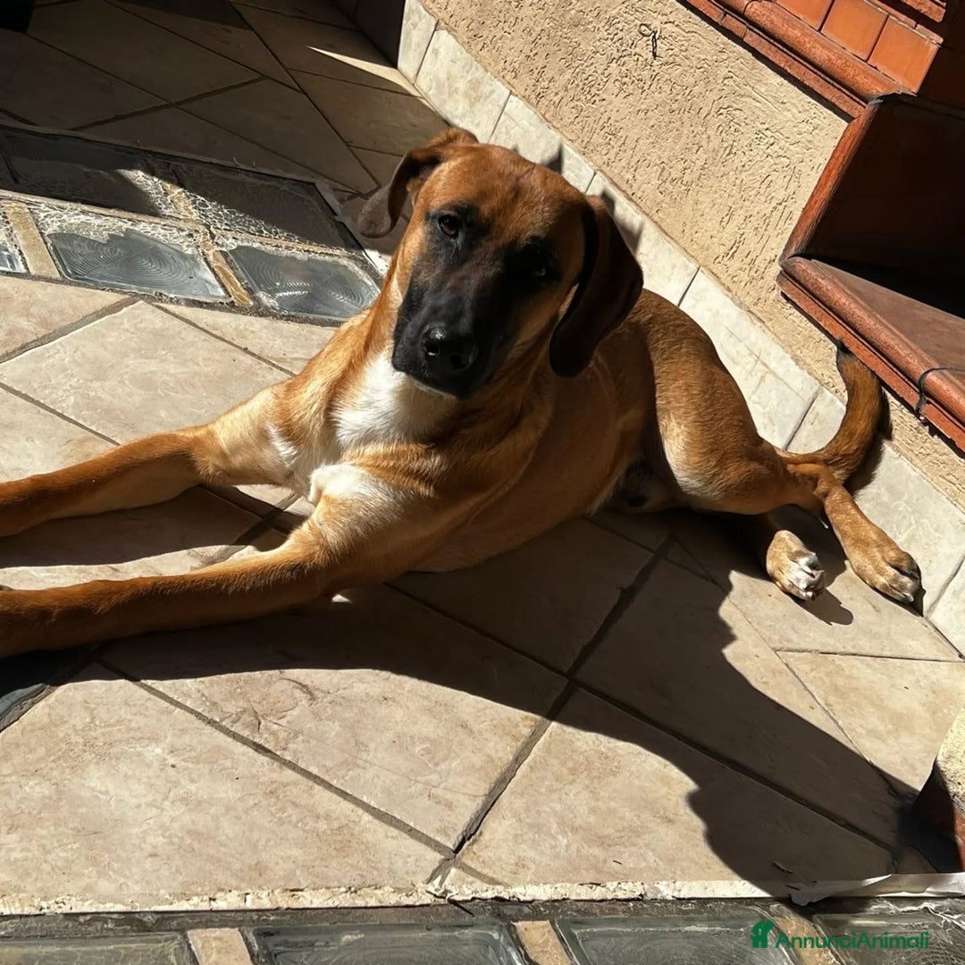 Segugio cani in regalo: THOR CERCA CASA mix segugio rhodesian  a Provincia di Latina - Annuncio 4