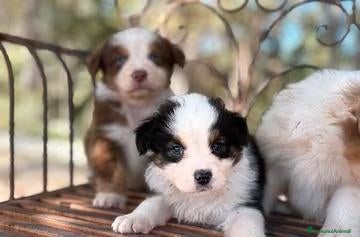 Australian Shepherd cani cuccioli di pastore australiano - Annuncio 9