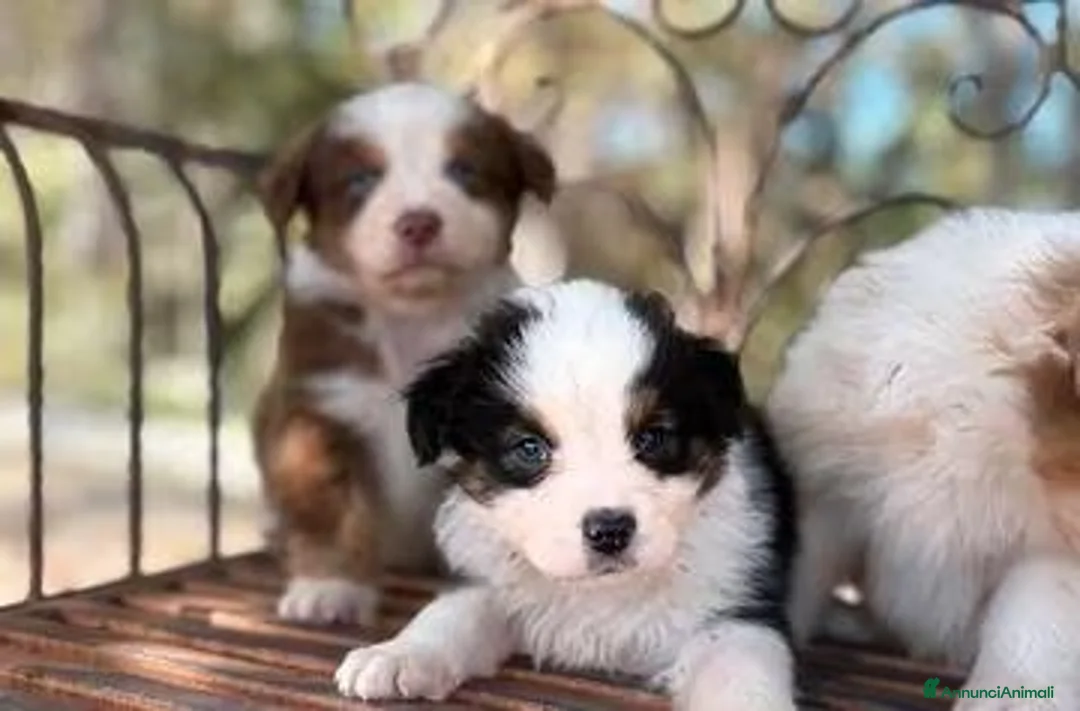 Australian Shepherd cani in vendita: cuccioli di pastore australiano - Annuncio 1