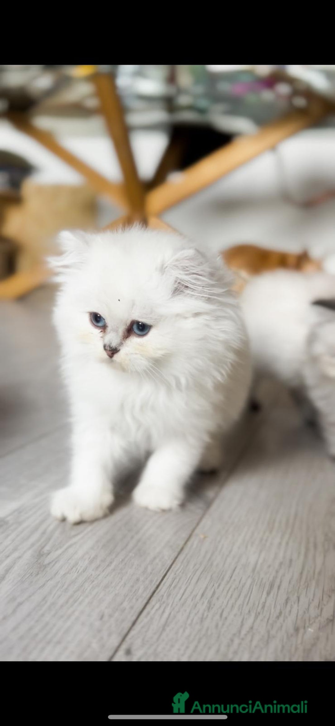 British gatti in vendita:  🩵Cuccioli British Longhair disponibili 🩵 - Annuncio 7