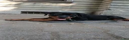 Rottweiler cani in vendita: Rottwaler  a Provincia di Piacenza - Annuncio 1