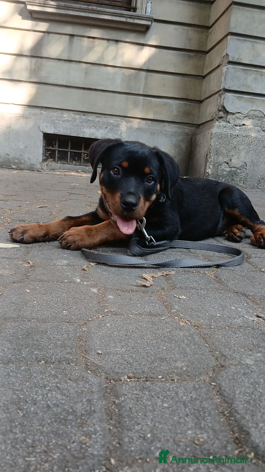 Rottweiler cani in vendita: Rottwaler  a Provincia di Piacenza - Annuncio 1