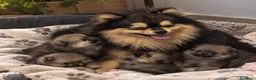 Volpino Pomerania cani in vendita: Cuccioli di Pomerania - Annuncio 19