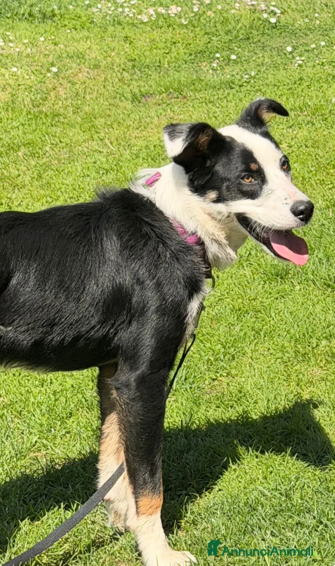 Australian Shepherd cani in regalo: Ziggy Cerca Casa Urgente a Provincia di Reggio Emilia - Annuncio 2