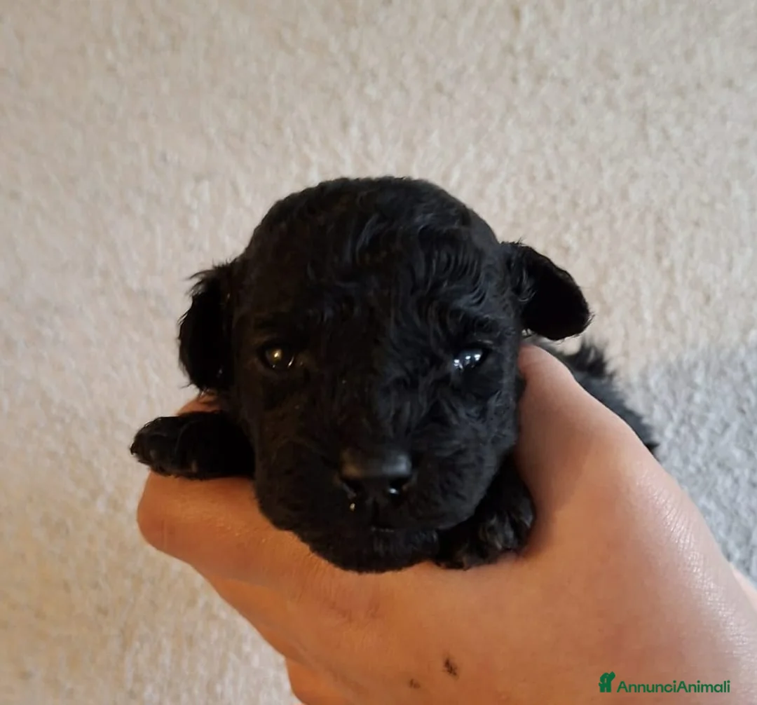 Barboncino Toy cani in vendita: Cuccioli di Barboncino Toy Nero - Total Black - Annuncio 4