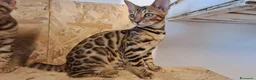 Bengala gatti in vendita: Bengala cuccioli con pedegree a Provincia di Vicenza - Annuncio 10