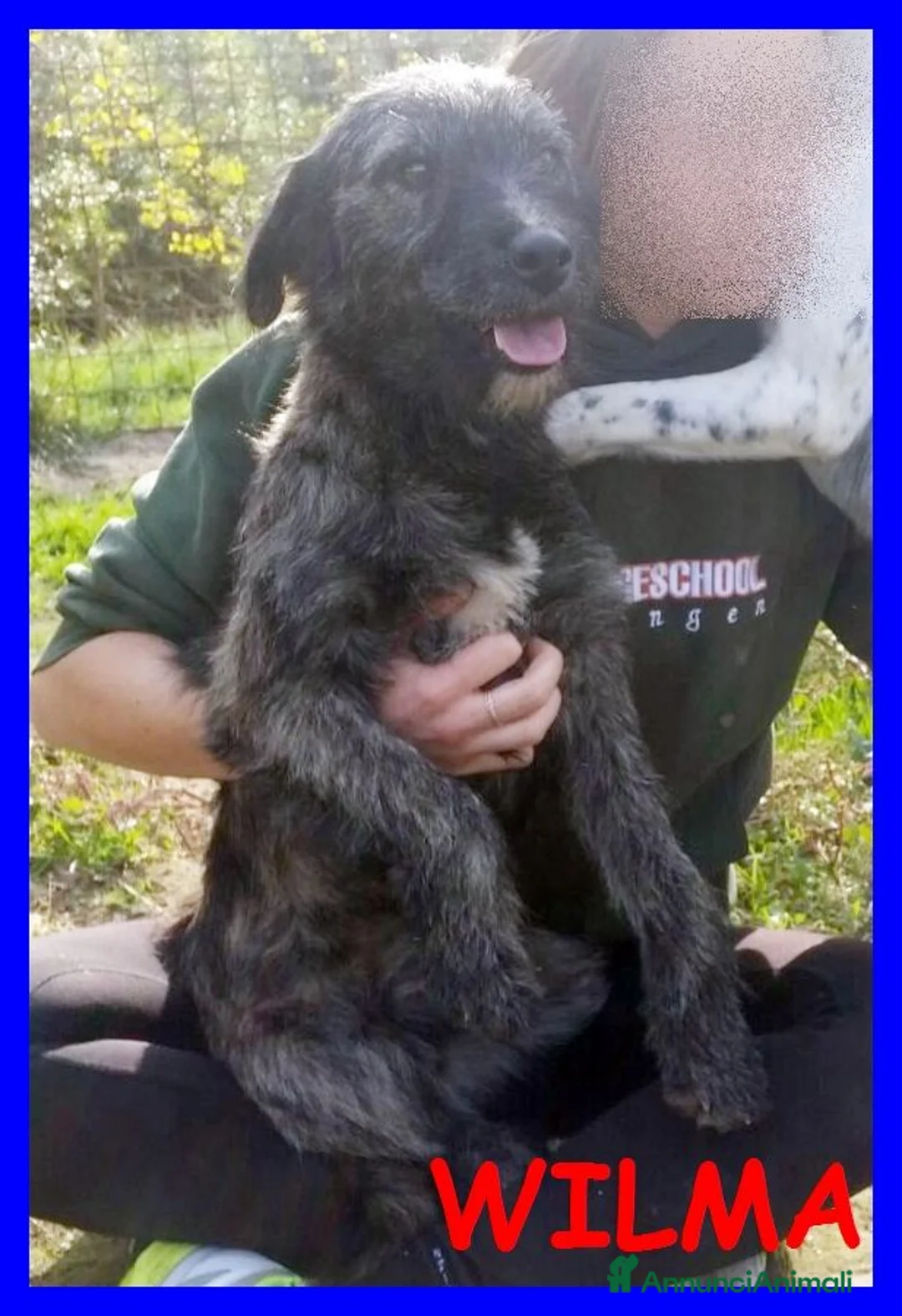 Meticcio cani in regalo: WILMA Flintstone dolce nonnina a Città metropolitana di Milano - Annuncio 2