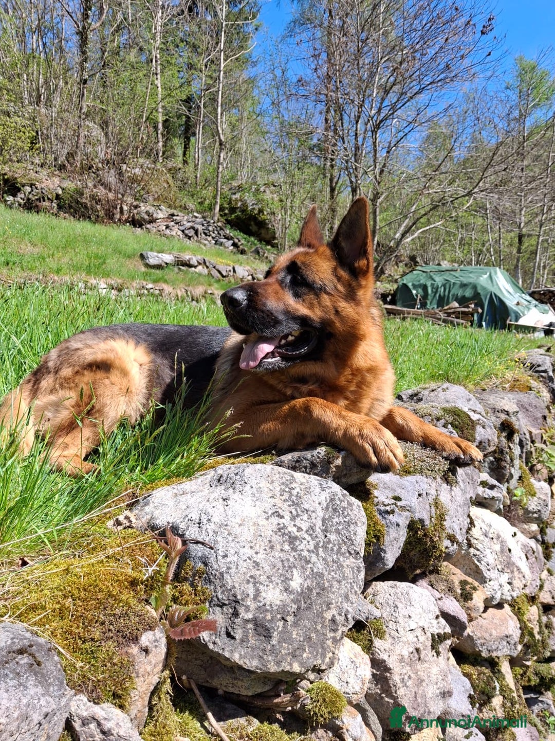 Pastore Tedesco cani per accoppiamento: Cane pastore tedesco per accoppiamento a Provincia di Bergamo - Annuncio 6
