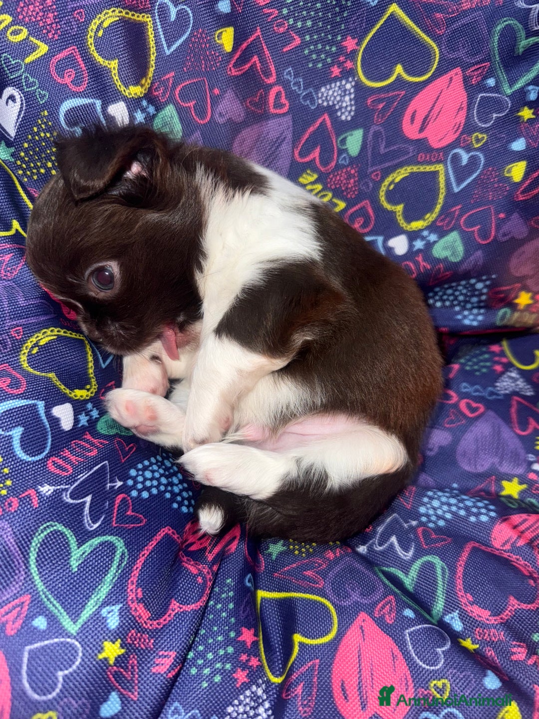 Chihuahua cani in vendita: Chihuahua pelo lungo  - Annuncio 4