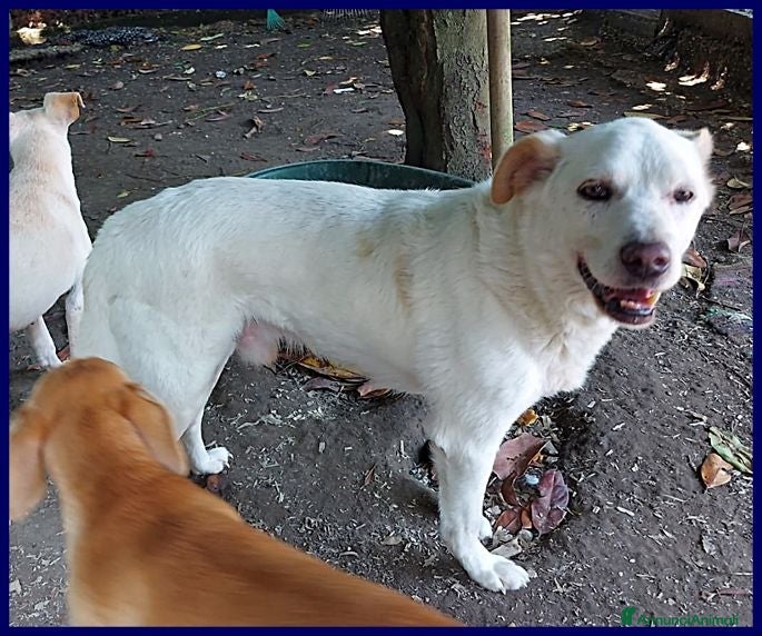 Meticcio cani BILLY fa da nonno ai cuccioli! - Annuncio 29