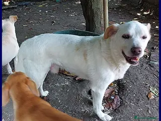 Meticcio cani BILLY fa da nonno ai cuccioli! - Annuncio 33