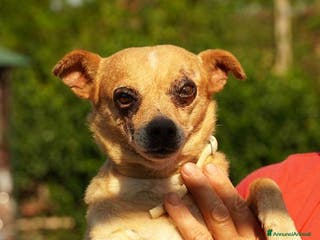 Altre razze gatti Nocciola, derivato pinscher detto pierrot - Annuncio 5