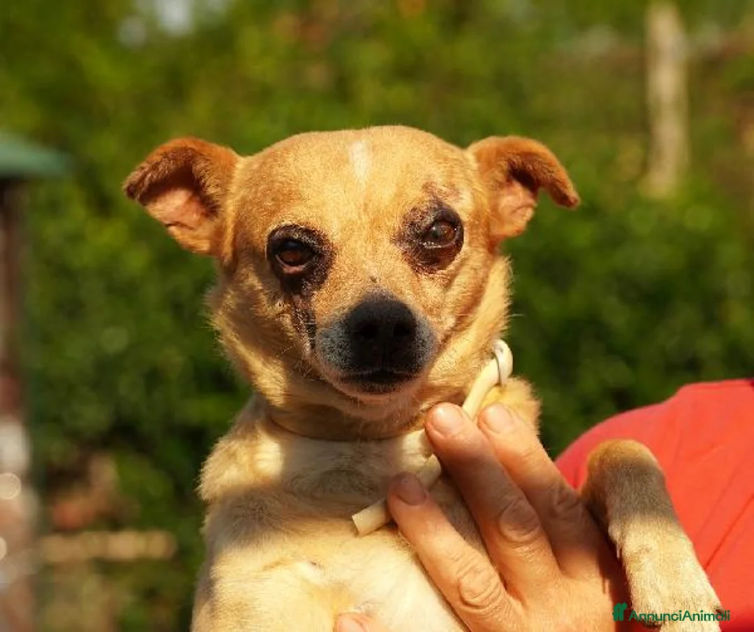 Altre razze gatti in regalo: Nocciola, derivato pinscher detto pierrot - Annuncio 1