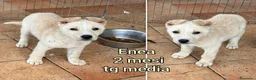 Meticcio cani in regalo: TROPPI CUCCIOLI SOLI IN RIFUGIO  a Provincia di Verona - Annuncio 9