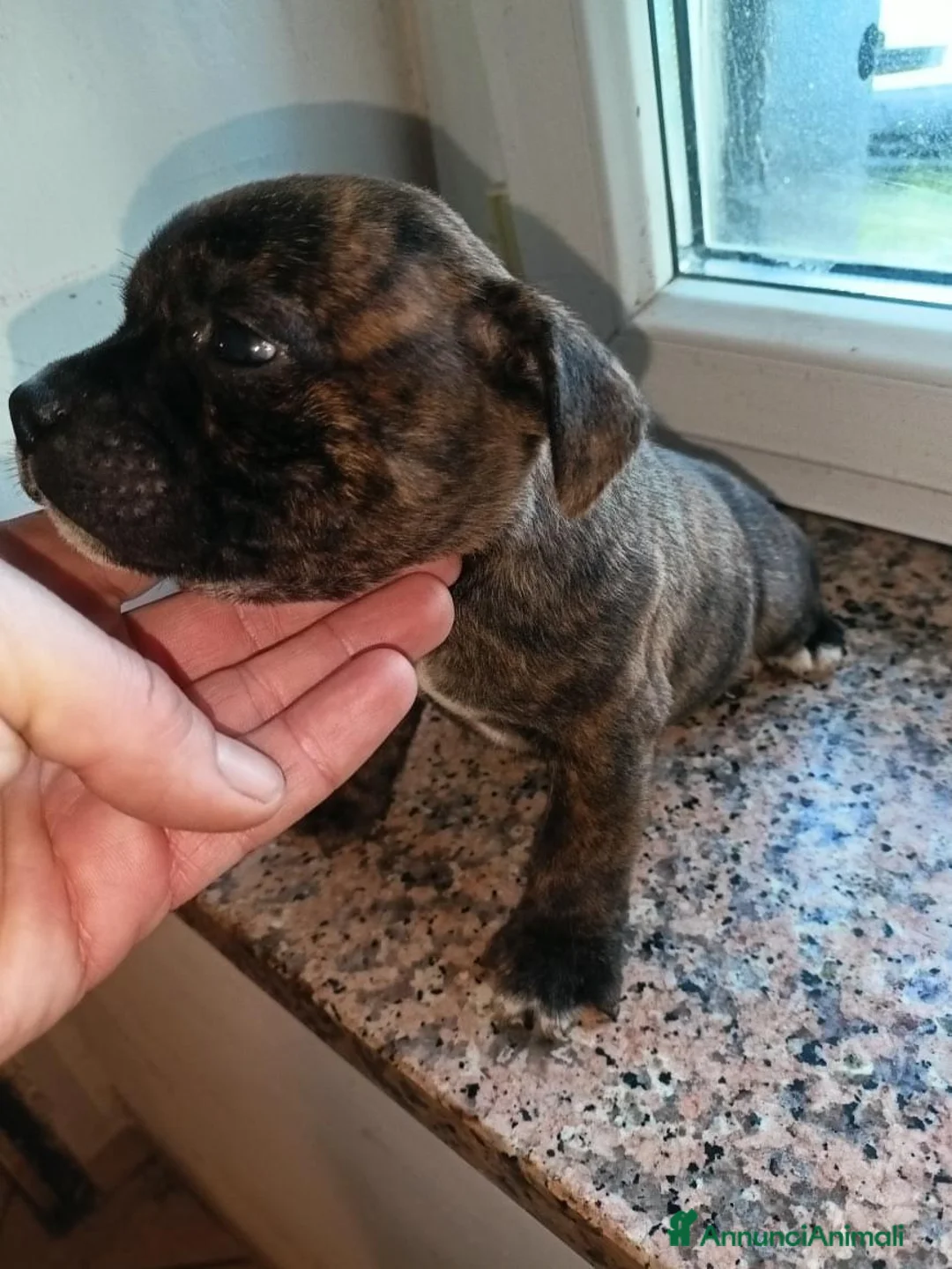 Staffordshire cani in vendita: Staffordshire bull terrier  - Annuncio 6