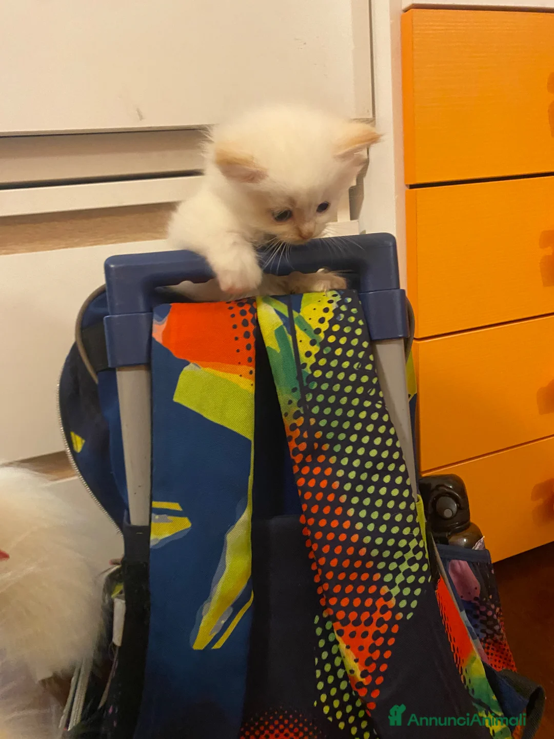 Siberiano gatti in vendita: Disponili cuccioli siberiani! Occhi azzurri! - Annuncio 2
